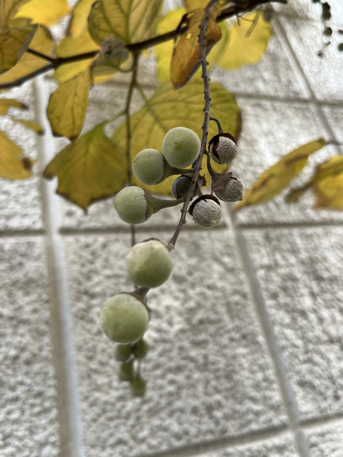 読書逍遥第103回『パイドン』魂の不死について プラトン著