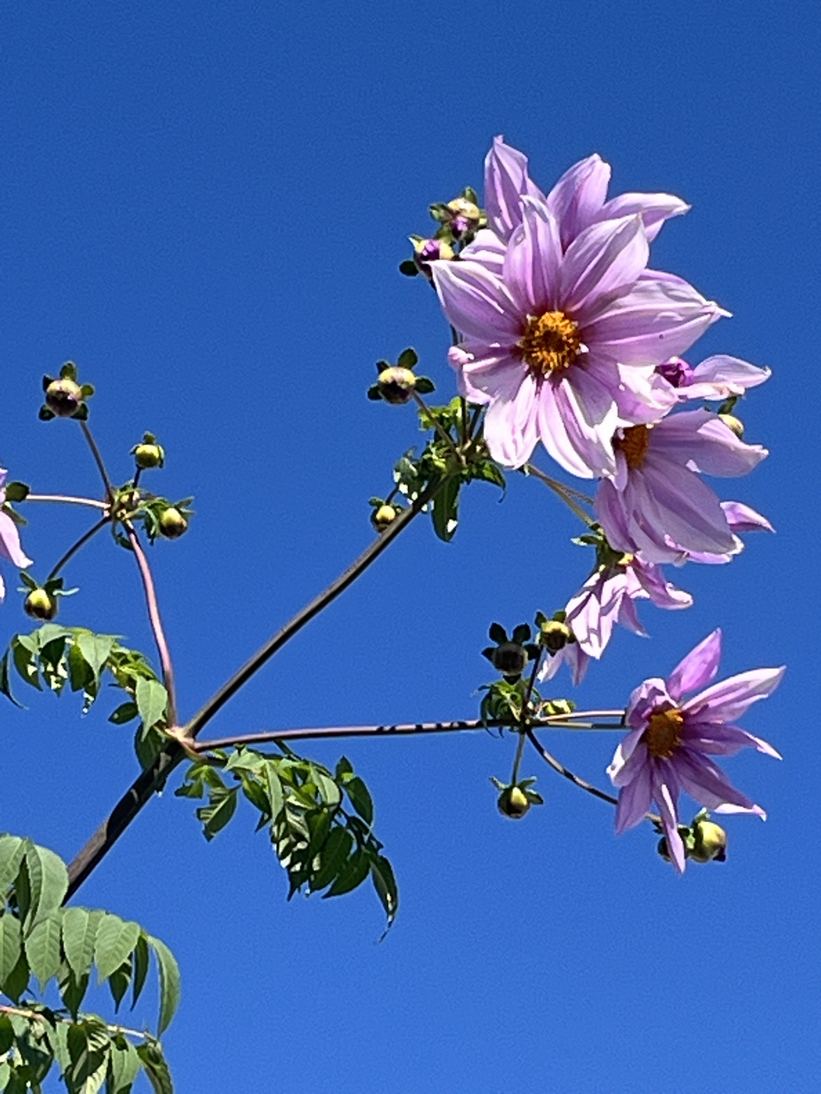 皇帝ダリア カリン