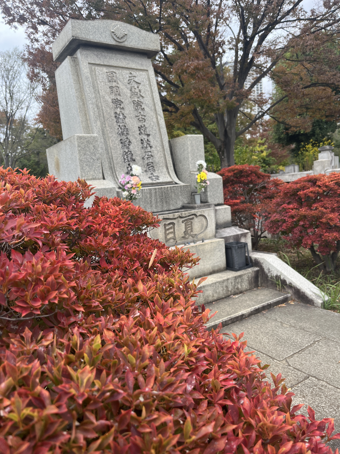 雑司ヶ谷墓地の銀杏が黄金色になるのはもうすこし